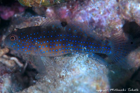 Bluespotted goby