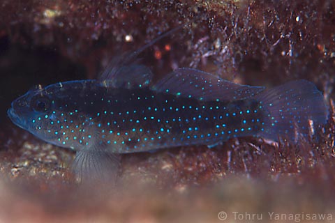 Bluespotted goby